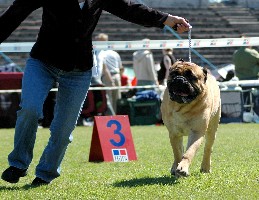 Porthos Estonian Winner 2008